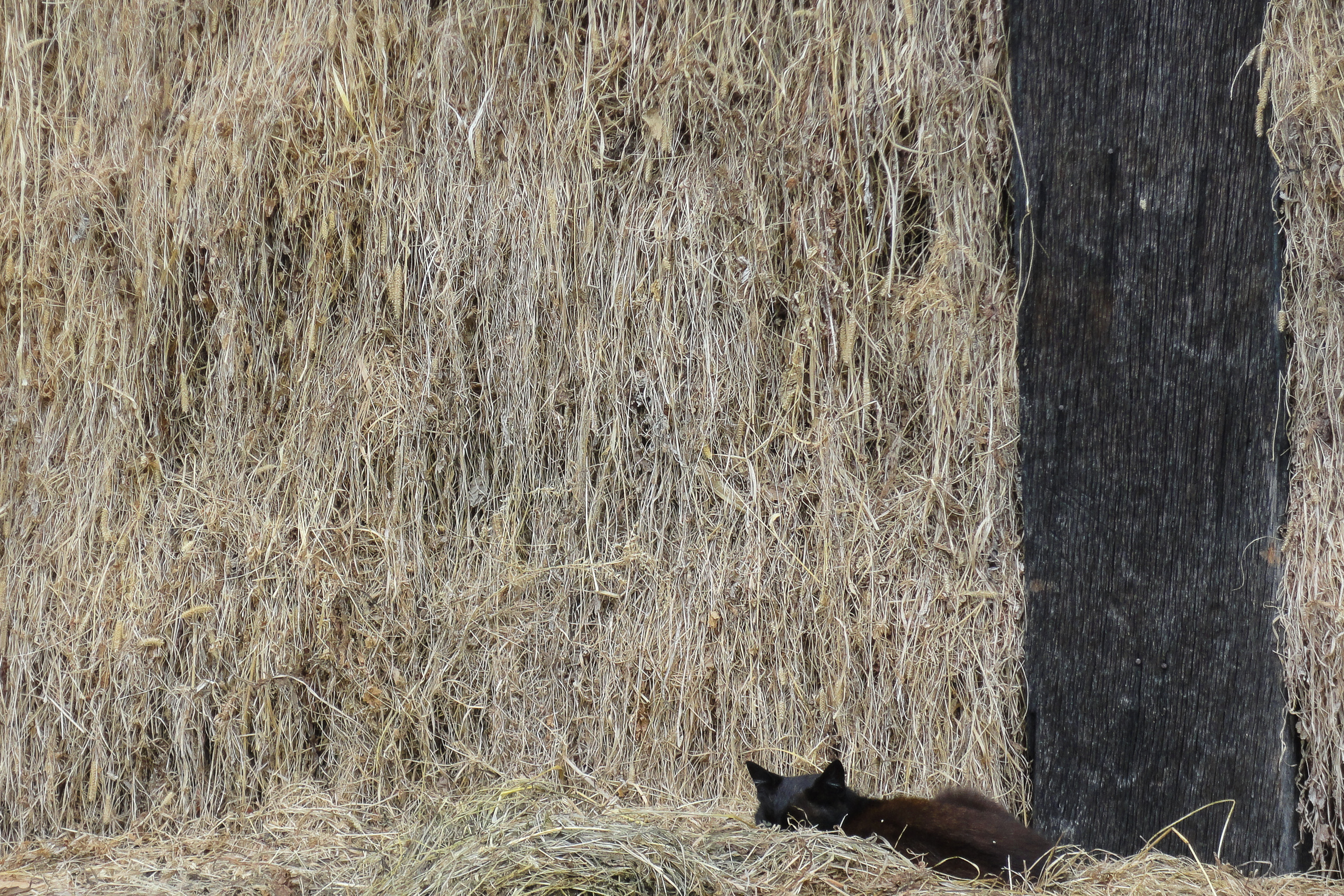 Schwarze Katze im Heu